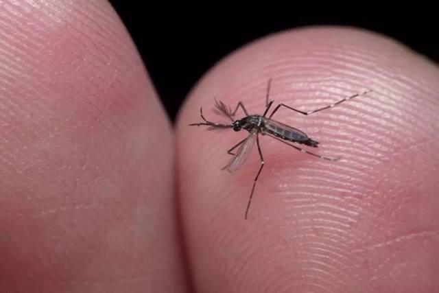 O número de mortes por dengue em 2024 alcança a marca de 50 no RS