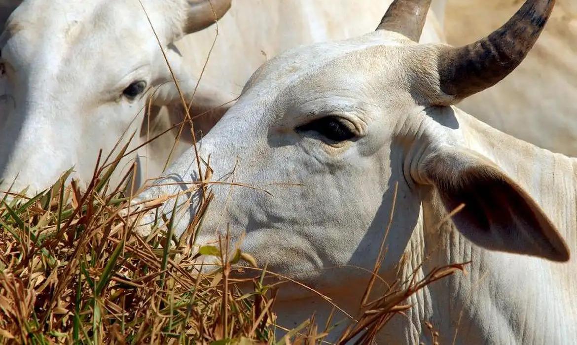 Regulamentação do abate religioso de animais no Brasil