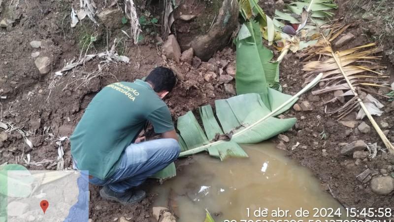 Secretaria da Agricultura lidera combate ao mosquito-pólvora em plantações de banana