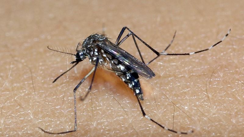 Sobe para 64 o número de mortes por dengue no RS