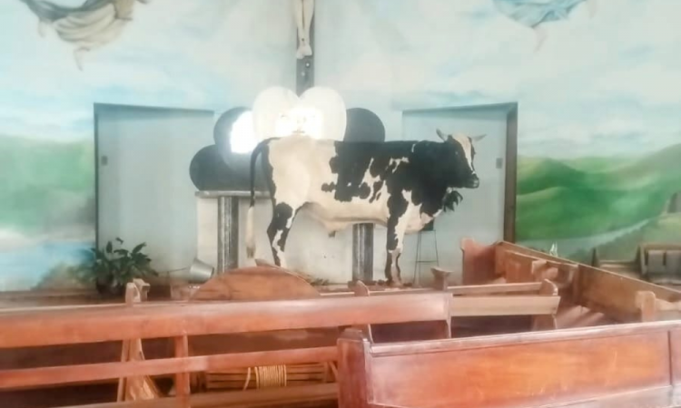 Boi encontra abrigo em altar de igreja após enchente em Taquari