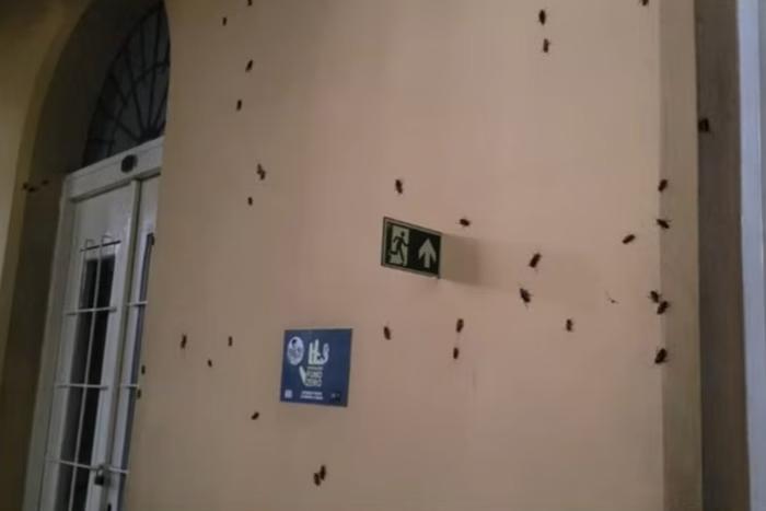 Desafios pós-enchente - Animais mortos, esgoto e infestação de ratos e baratas