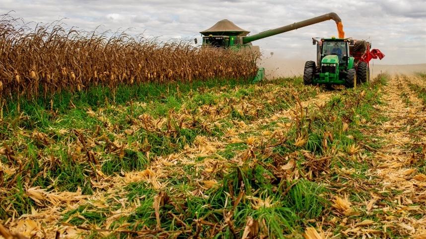 Enchentes no Rio Grande do Sul Afetam Produção de Milho e Desafiam Agricultores