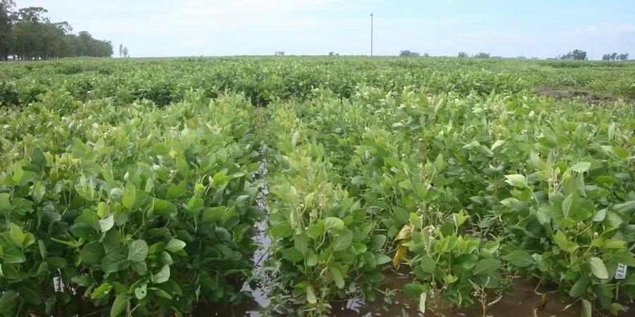 Impacto na produção de grãos preocupa especialistas no RS