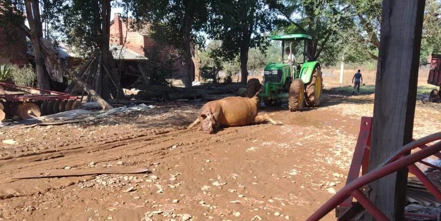 Testemunho de um pecuarista: Sobrevivendo ao dilúvio e enfrentando o futuro incerto