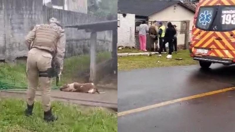 Pit bulls são sacrificados após homem cair em terreno e ser atacado
