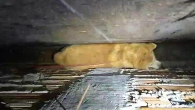Cão fica preso em vão de 40 centímetros e mobiliza bombeiros