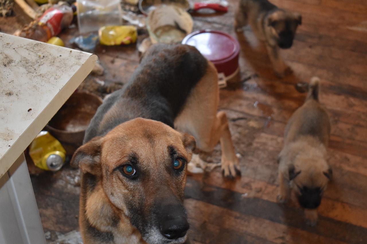 Homem é preso por maus-tratos a cães e gatos em Erechim