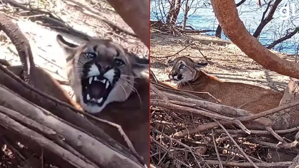Puma é resgatada após ficar presa em armadilha para capivaras em Uruguaiana