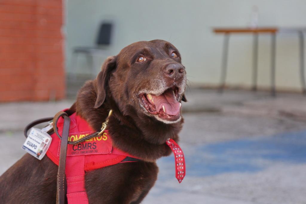 Guapo, o Cão Herói, parte deixando um exemplo de lealdade e dedicação