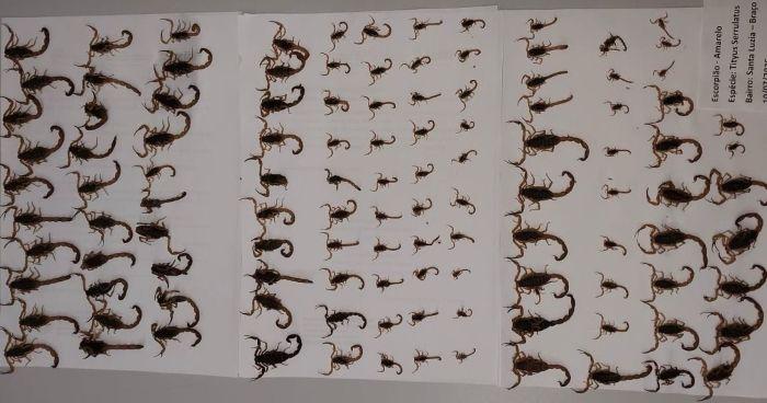 Município de SC em alerta máximo após achar 117 escorpiões-amarelos em um só terreno