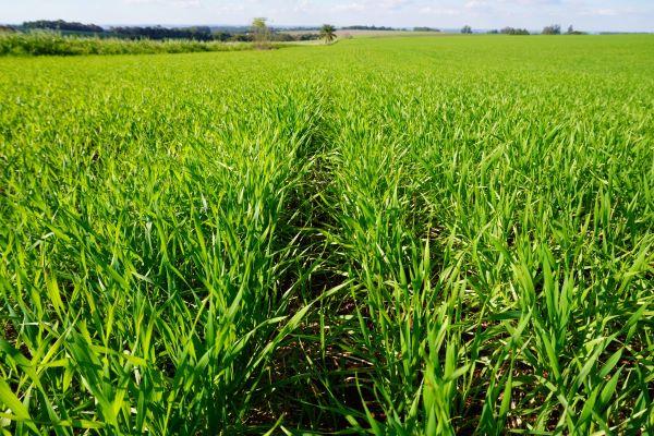 Plantio do trigo no RS atinge 92% da área prevista para a safra