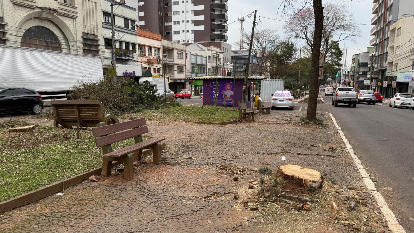 Prefeitura segue com obras de revitalização e retira árvores comprometidas da Av. Maurício Cardoso