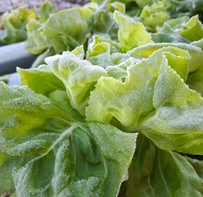 Produção de folhosas é prejudicada por excesso de chuvas e frio no RS