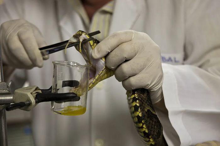 Vacina é trocada por antídoto de cobra e 11 bebês são medicados por engano em SC