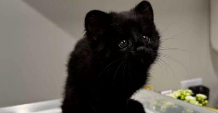 Animal raro com expressão triste é resgatado em SC