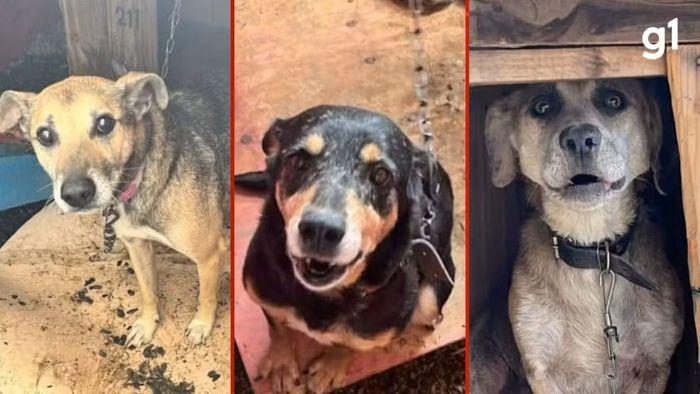 Ex-secretária de Canoas é investigada por suspeita de sacrificar cães após receber doações via PIX