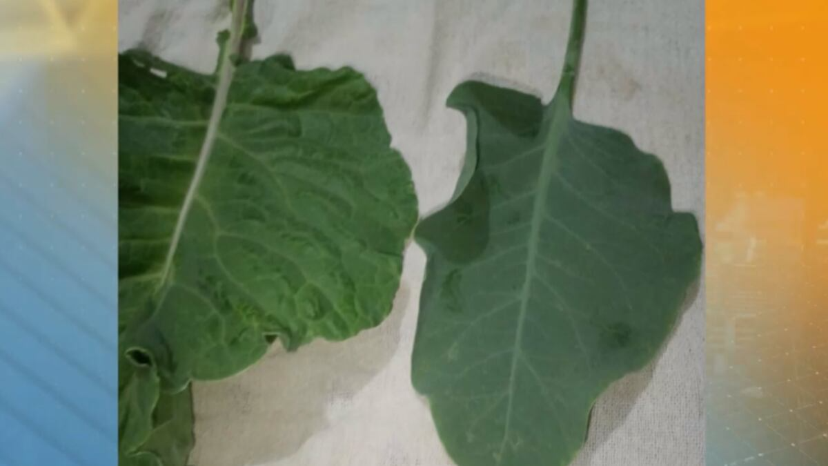 Morre mulher que comeu planta tóxica confundida com couve em Minas Gerais