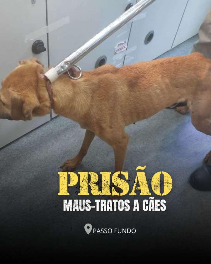 Brigada Militar prende mulher por maus-tratos a cães em Passo Fundo