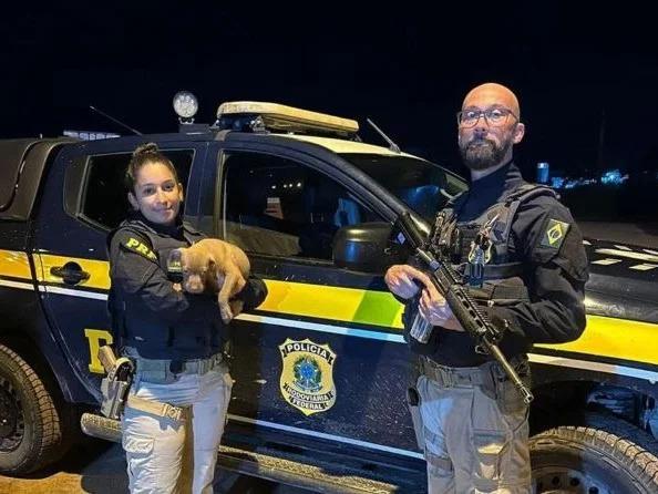 Abandono de animais em rodovias do RS cresce 40% durante o verão