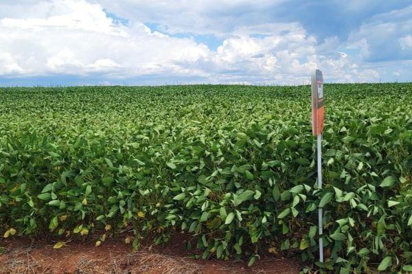 Chuvas reduzem estresse da soja no Rio Grande do Sul