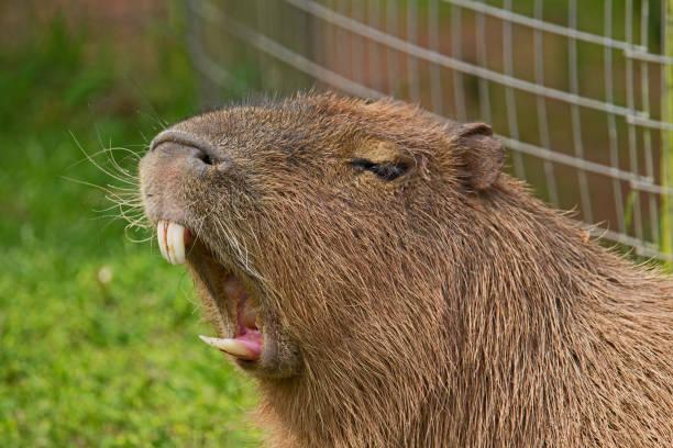 Patram se manifesta sobre ataque a pescador e aponta capivara como principal suspeita