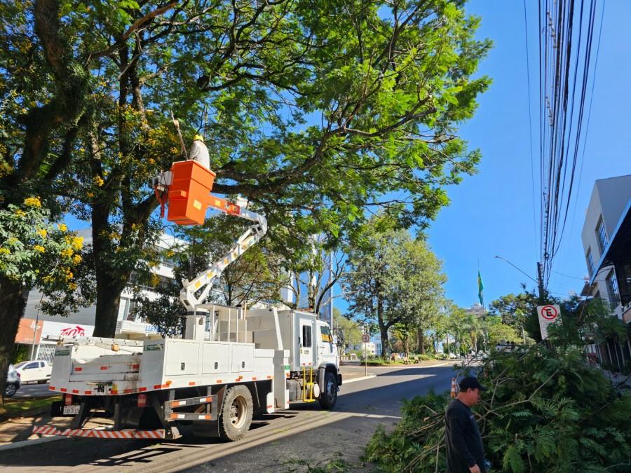Arborização urbana exige atenção, cuidados especializados e manutenção contínua