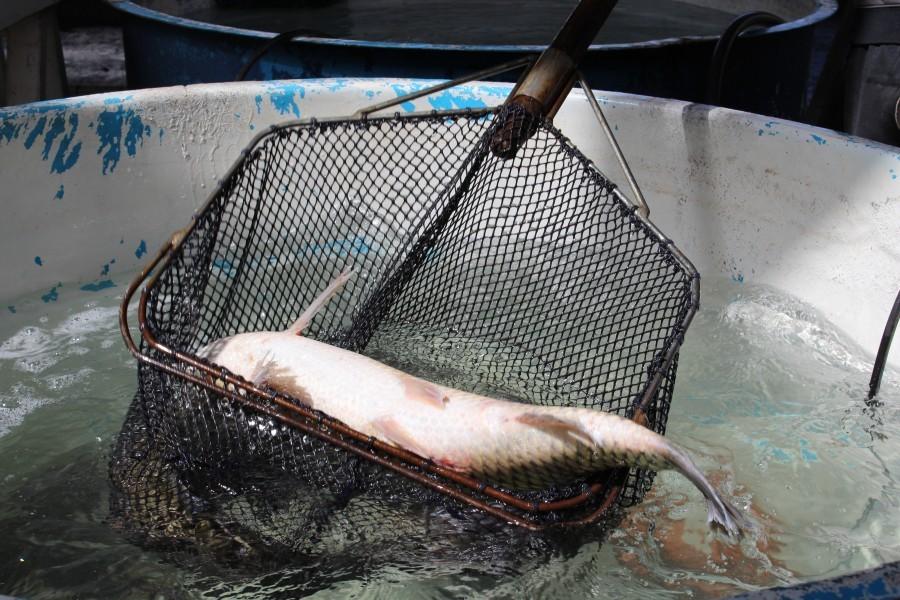 Erechim realiza Feira do Peixe Vivo nesta quinta e sexta-feira