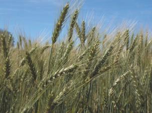 Impasse com governo federal dificulta socorro a produtores gaúchos, avalia Farsul