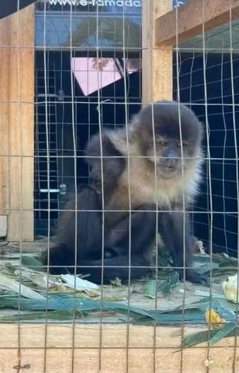 Macaco-prego é resgatado de cativeiro ilegal no Norte do RS