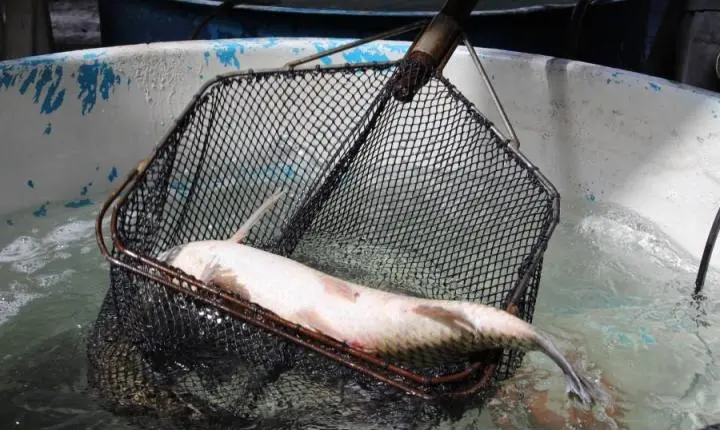 Erechim realiza Feira do Peixe Vivo nesta quinta e sexta-feira