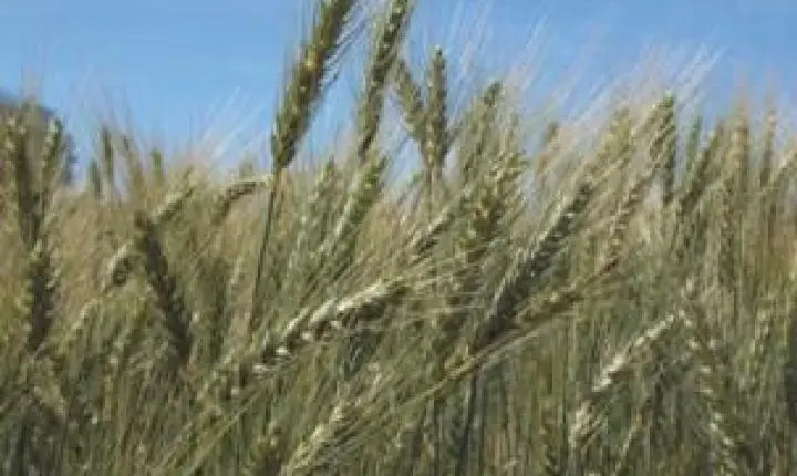 Impasse com governo federal dificulta socorro a produtores gaúchos, avalia Farsul