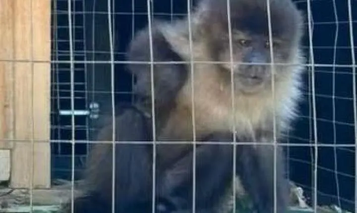 Macaco-prego é resgatado de cativeiro ilegal no Norte do RS