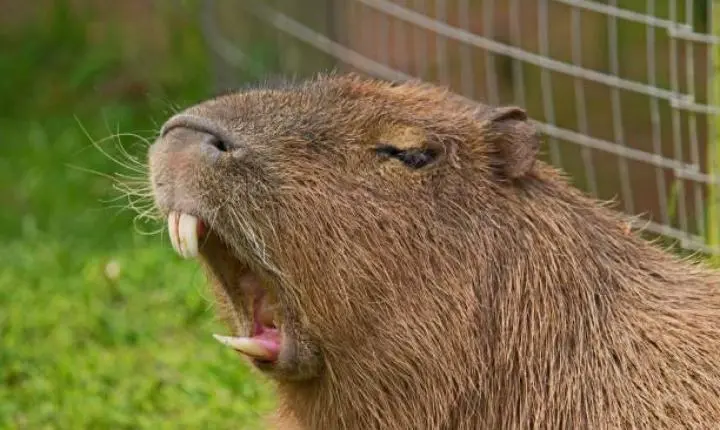 Patram se manifesta sobre ataque a pescador e aponta capivara como principal suspeita